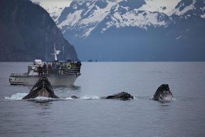 Baleiunes à Bosses en Alaska