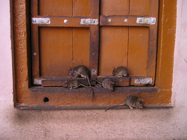 Contactez un pro pour se débarrasser des rats dans votre demeure à Valréas