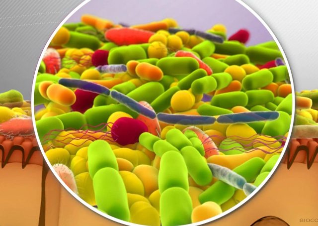 Quelle est la fonction du microbiote ?