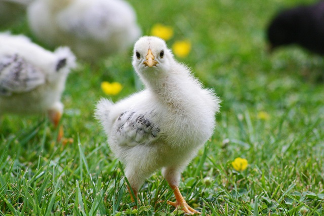 Tout ce que vous devez savoir pour élever des poules en bonne santé