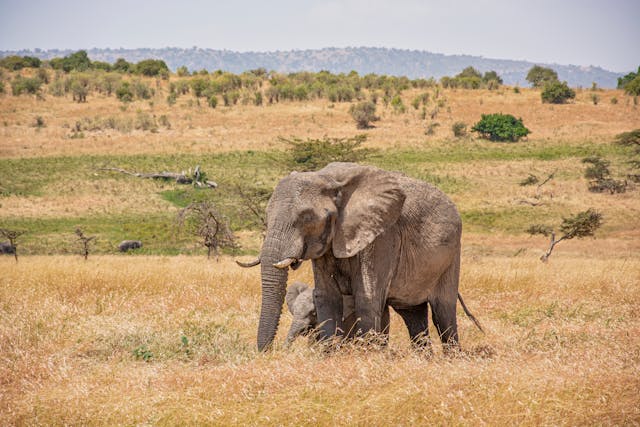 Safaris photo