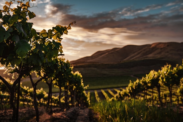 amoureux du vin