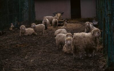 Réussir l’élevage à la ferme