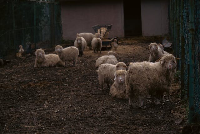 Réussir l’élevage à la ferme