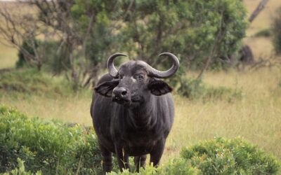 Les animaux de la faune