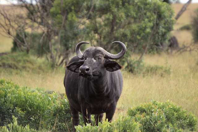 Animaux de la savane