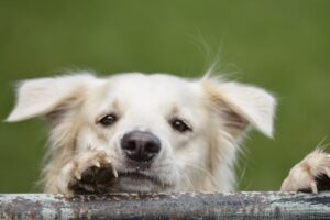 Chiens âgés : quelles croquettes choisir pour préserver leur santé