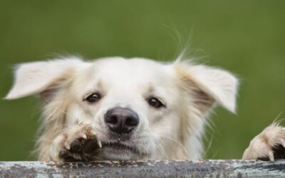 Chiens âgés : quelles croquettes choisir pour préserver leur santé