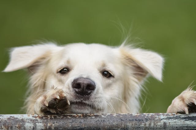 Chiens âgés : quelles croquettes choisir pour préserver leur santé