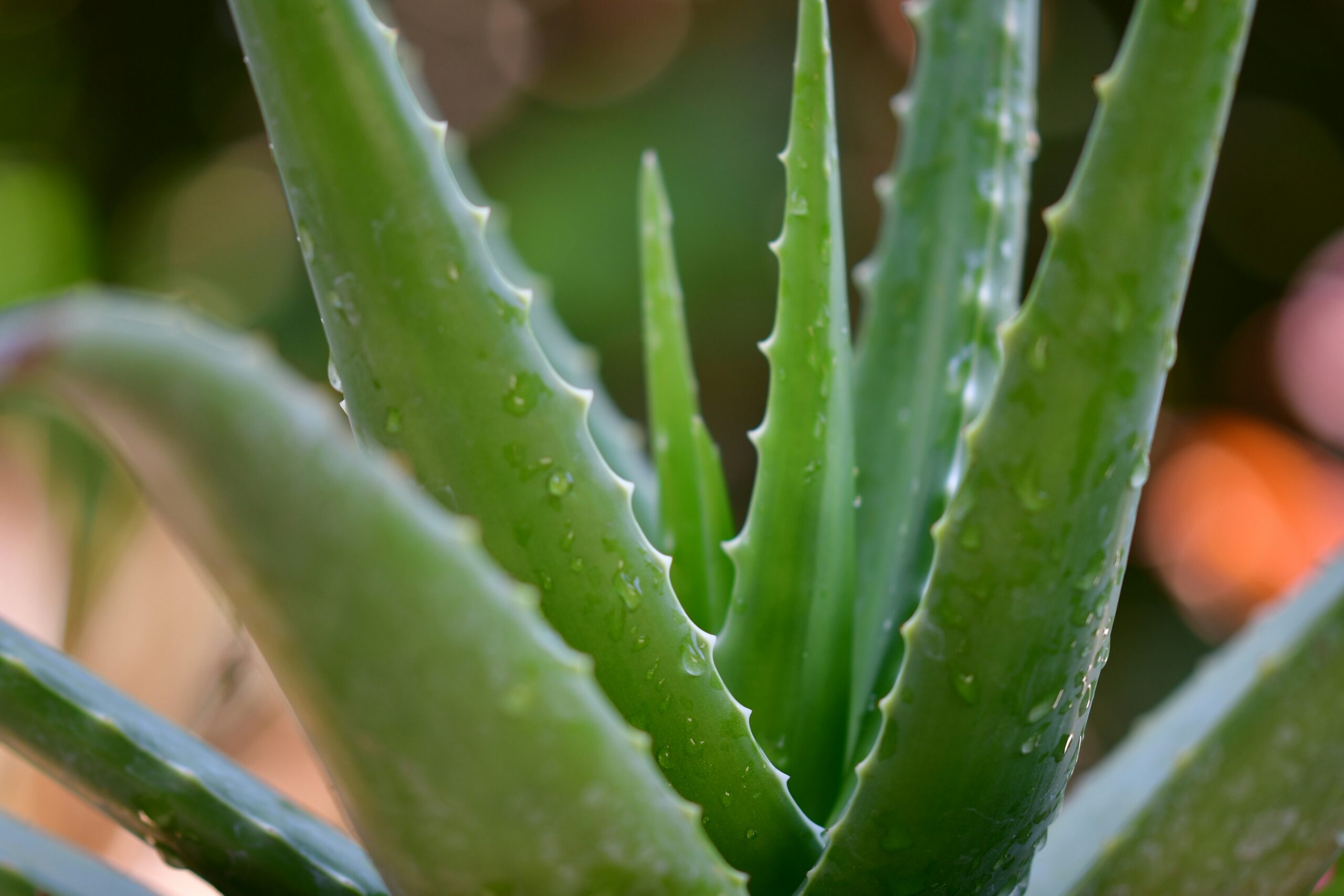 Les bienfaits insoupçonnés des plantes médicinales pour notre bien-être quotidien