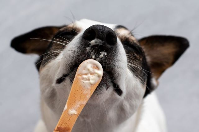 une alimentation trop riche pour un chien peu actif