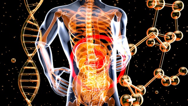 Microbiote et digestion